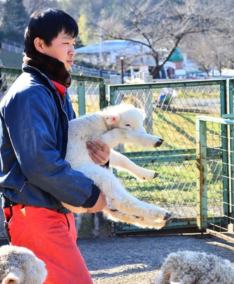 大沢田さんと羊