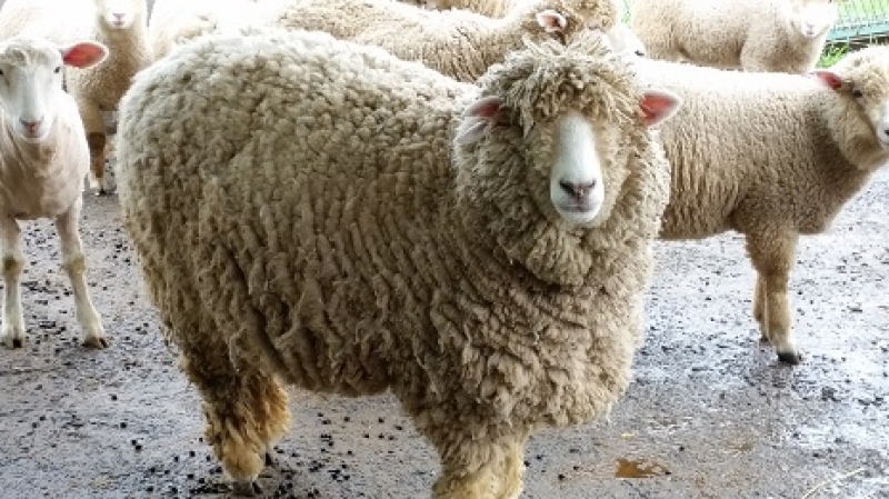 羊（毛刈り前）