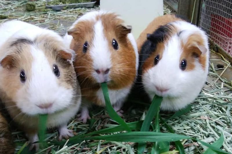 こどもどうぶつえん1