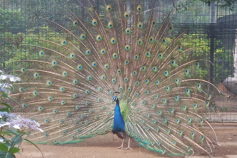 こどもどうぶつえん2