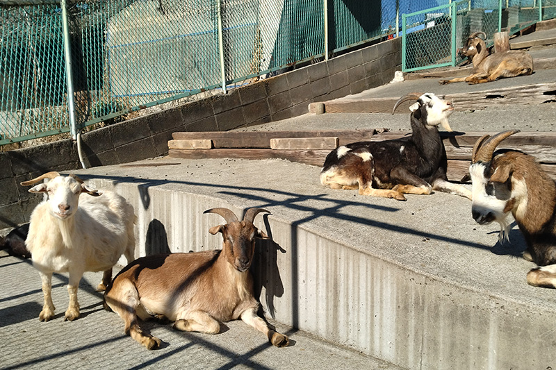 こどもどうぶつえん3