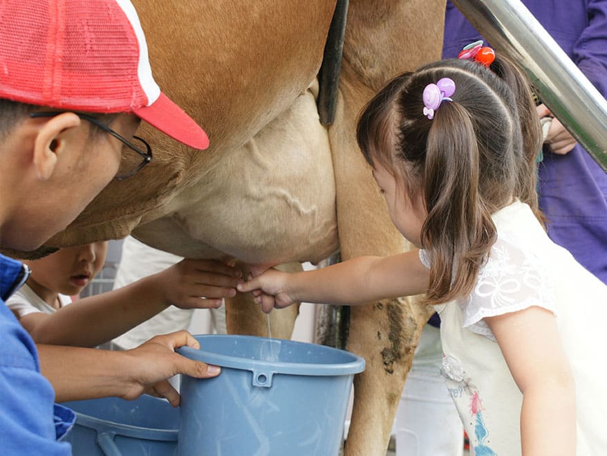 乳搾り体験2