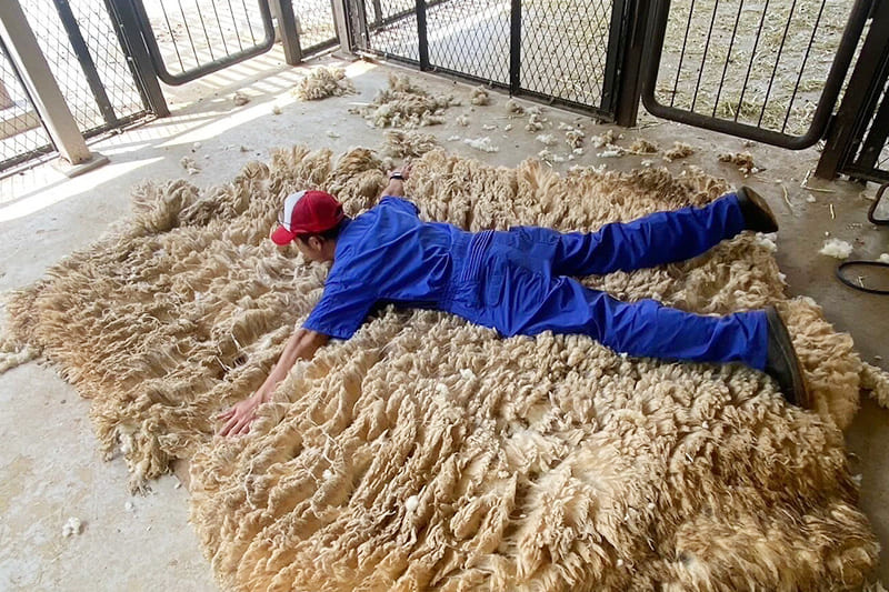 羊毛販売1