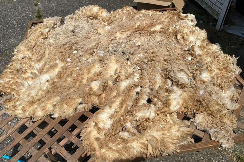 羊毛販売2