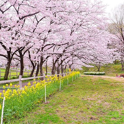 桜と赤ぽっぽ号