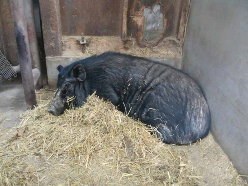 雪印こどもの国牧場