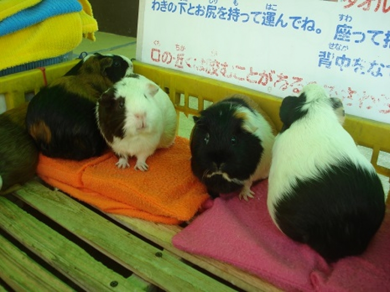 モルモット暑さ対策