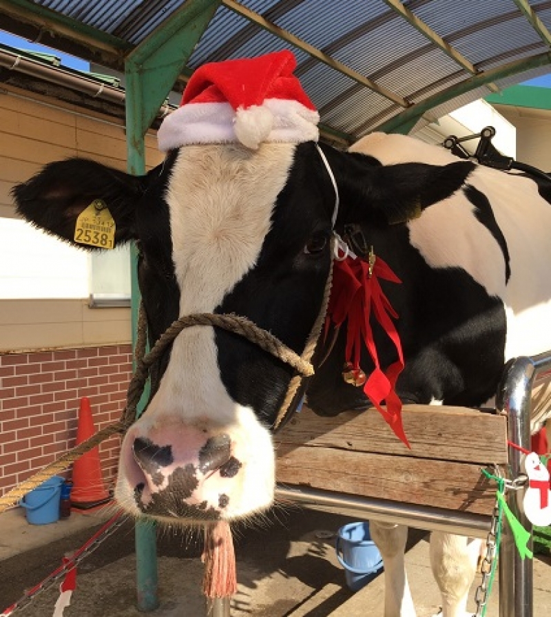 搾乳体験クリスマス②ver