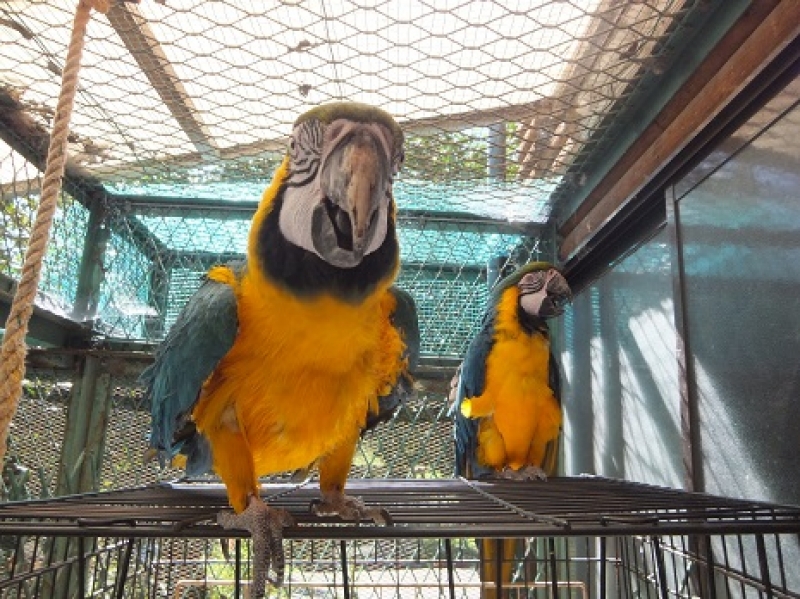 ルエイコンゴウインコ