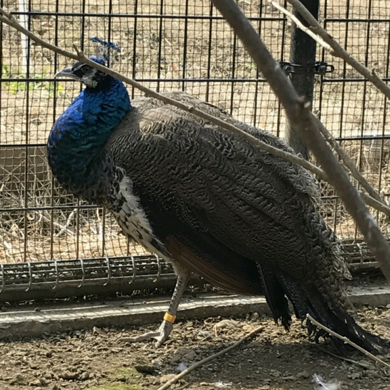 新人クジャク