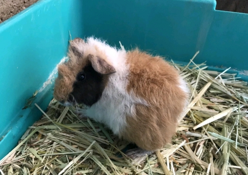 モルモット:イングリッシュの赤ちゃん