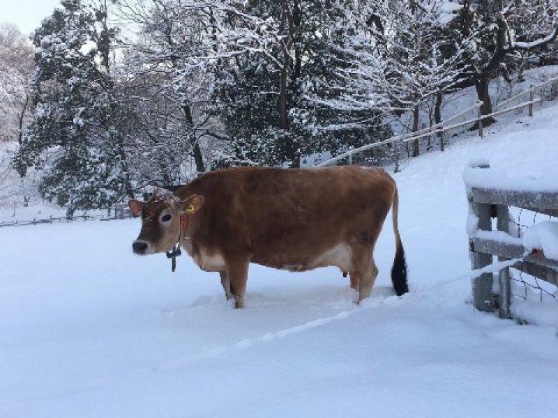 大雪に佇むコスモス