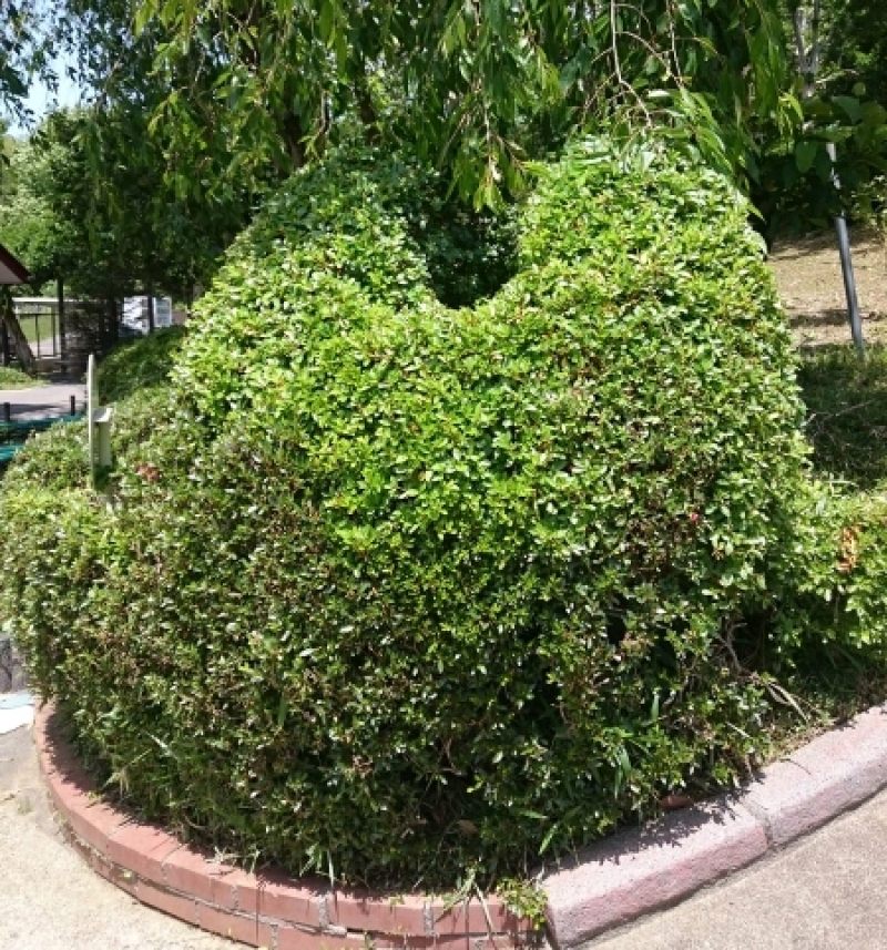 植え込みうさぎ