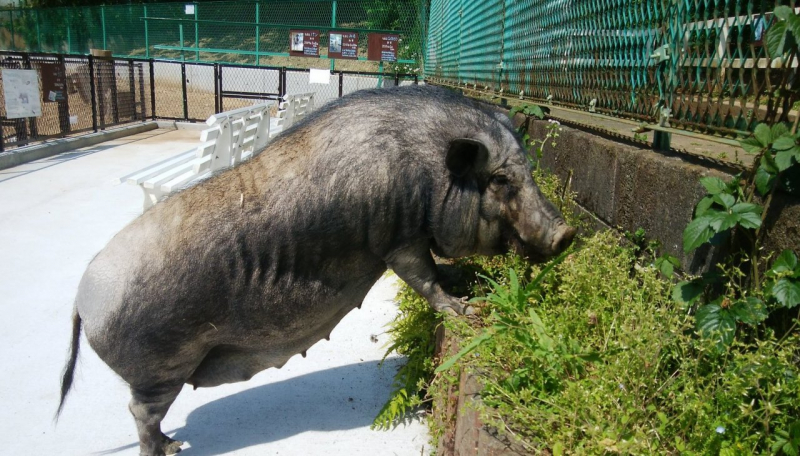 お散歩 ラズ