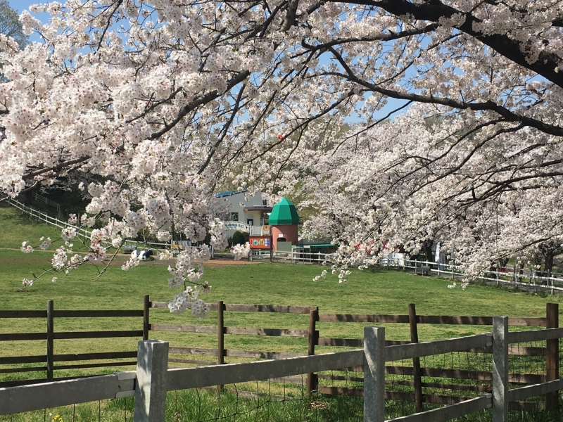 桜と菜の花（３月・４月）