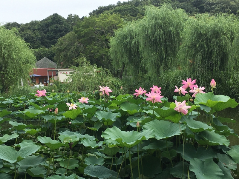 ハスの花　７・８月