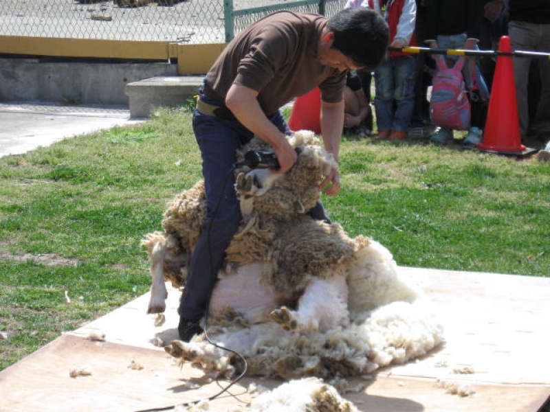 羊毛刈り